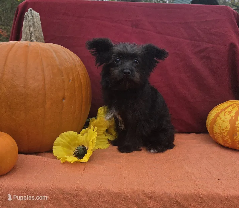 Sasha – Morkie puppy for sale in Lake, MI