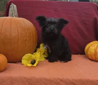 Sasha, a female Morkie for sale in Lake, MI – 1 of 6