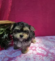 Pixie, a female Morkie for sale in Lake, MI – 5 of 10