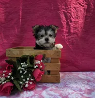 Paisley , a female Morkie for sale in Lake, MI – 3 of 9