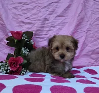 Tonya, a female Morkie for sale in Lake, MI – 4 of 7