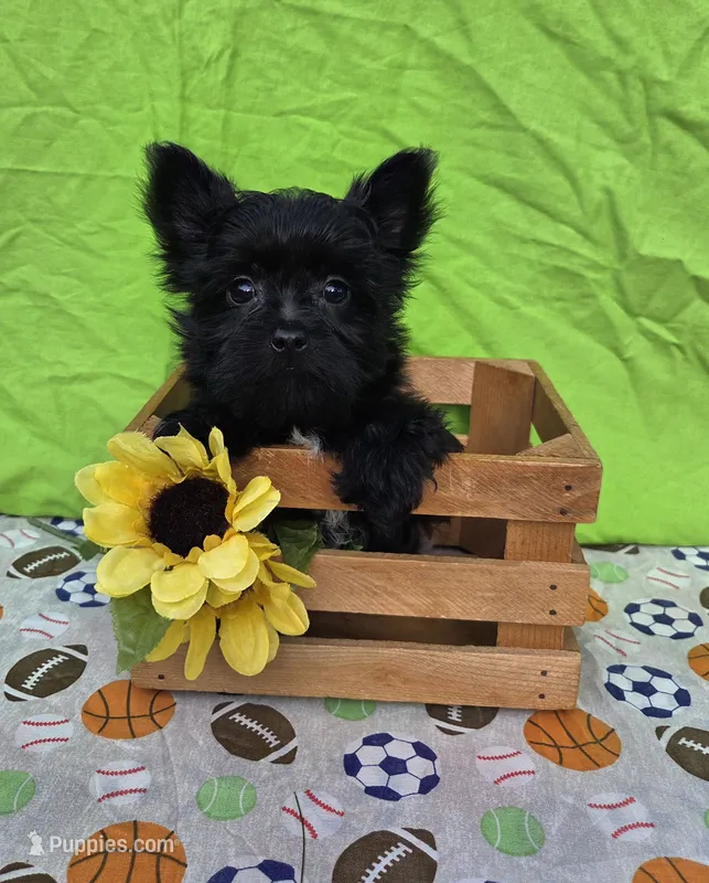 Shadow  – Morkie puppy for sale in Lake, MI