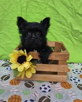 Shadow , a male Morkie for sale in Lake, MI – 1 of 8