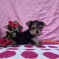 Tilly, a female Morkie for sale in Lake, MI – 4 of 6