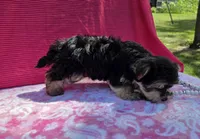 Pixie, a female Morkie for sale in Lake, MI – 7 of 10