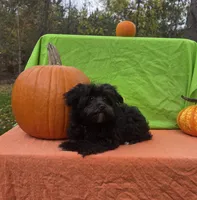 Smoky , a male Morkie for sale in Lake, MI – 5 of 6