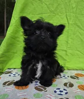 Shadow , a male Morkie for sale in Lake, MI – 8 of 8