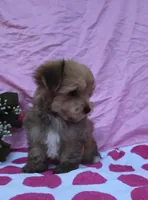 Tonya, a female Morkie for sale in Lake, MI – 3 of 7