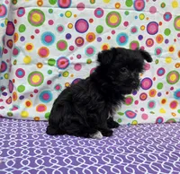 Sasha, a female Morkie for sale in Lake, MI – 3 of 7