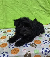 Smoky, a male Morkie for sale in Lake, MI – 7 of 7