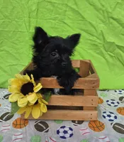 Shadow , a male Morkie for sale in Lake, MI – 4 of 8