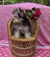 Paisley , a female Morkie for sale in Lake, MI – 6 of 9