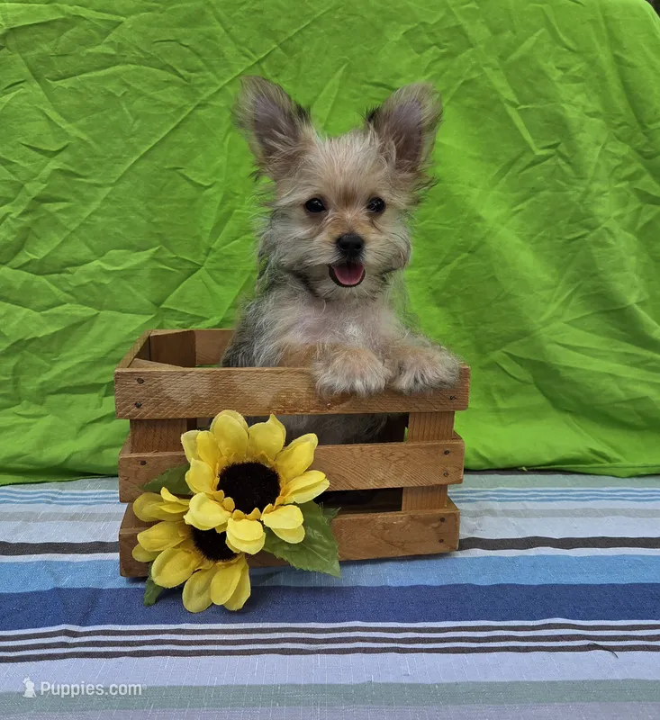 Prince  – Morkie puppy for sale in Lake, MI