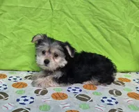 Snickers, a male Morkie for sale in Lake, MI – 2 of 5