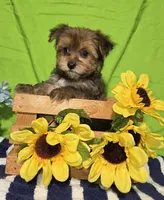 Teddy, a male Morkie for sale in Lake, MI – 5 of 5