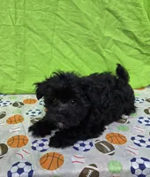 Smoky, a male Morkie for sale in Lake, MI – 5 of 7