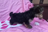 Twinkle, a female Morkie for sale in Lake, MI – 6 of 6