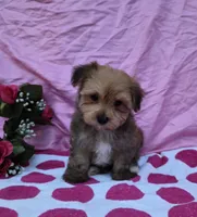 Tonya, a female Morkie for sale in Lake, MI – 7 of 7