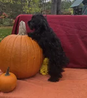 Sasha, a female Morkie for sale in Lake, MI – 3 of 6