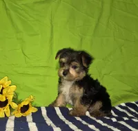 Tony, a male Morkie for sale in Lake, MI – 4 of 6