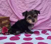Twinkle, a female Morkie for sale in Lake, MI – 5 of 6