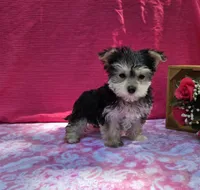 Paisley , a female Morkie for sale in Lake, MI – 2 of 9