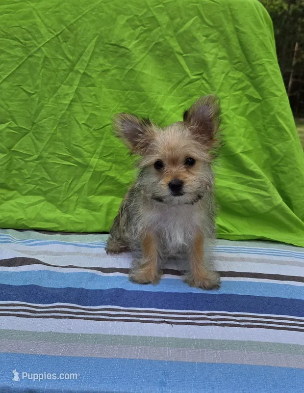 Prince  – Morkie puppy for sale in Lake, MI
