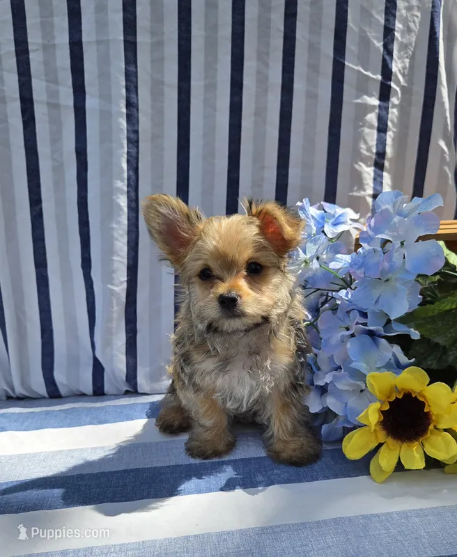 Prince  – Morkie puppy for sale in Lake, MI