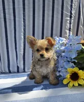 Prince , a male Morkie for sale in Lake, MI – 6 of 7