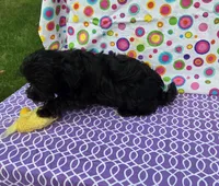 Sasha, a female Morkie for sale in Lake, MI – 5 of 7