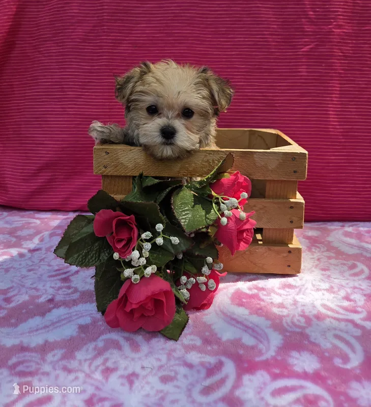 Petunia – Morkie puppy for sale in Lake, MI