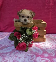 Petunia, a female Morkie for sale in Lake, MI – 1 of 7