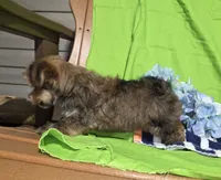 Teddy, a male Morkie for sale in Lake, MI – 4 of 5