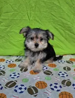 Snickers, a male Morkie for sale in Lake, MI – 3 of 5