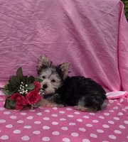 Paisley , a female Morkie for sale in Lake, MI – 8 of 9