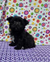 Sasha, a female Morkie for sale in Lake, MI – 2 of 7