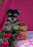Pixie, a female Morkie for sale in Lake, MI – 10 of 10