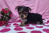 Tilly, a female Morkie for sale in Lake, MI – 3 of 6