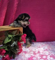 Pixie, a female Morkie for sale in Lake, MI – 8 of 10