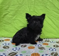 Shadow , a male Morkie for sale in Lake, MI – 7 of 8