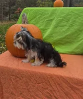 Snickers , a male Morkie for sale in Lake, MI – 3 of 4