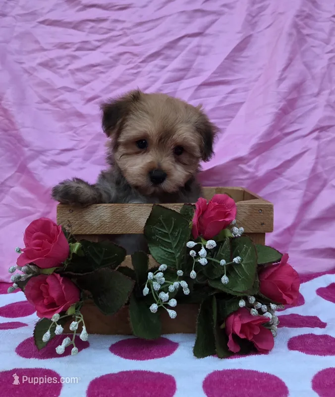 Tonya – Morkie puppy for sale in Lake, MI