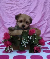 Tonya, a female Morkie for sale in Lake, MI – 2 of 7