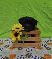 Smoky, a male Morkie for sale in Lake, MI – 6 of 7