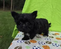 Shadow , a male Morkie for sale in Lake, MI – 2 of 8