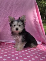 Paisley , a female Morkie for sale in Lake, MI – 2 of 9