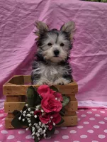 Paisley , a female Morkie for sale in Lake, MI – 9 of 9