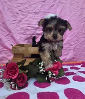 Tilly, a female Morkie for sale in Lake, MI – 1 of 6