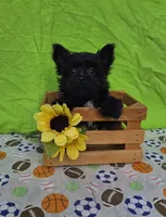 Shadow , a male Morkie for sale in Lake, MI – 6 of 8