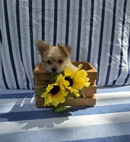 Prince , a male Morkie for sale in Lake, MI – 2 of 7